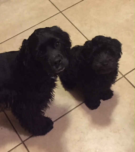 Client Gallery Best Friends Dog Obedience Training