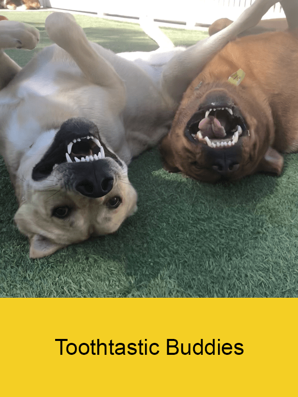 Funny Pet Winners & Finalists Best Friends Pet Care Dog Boarding