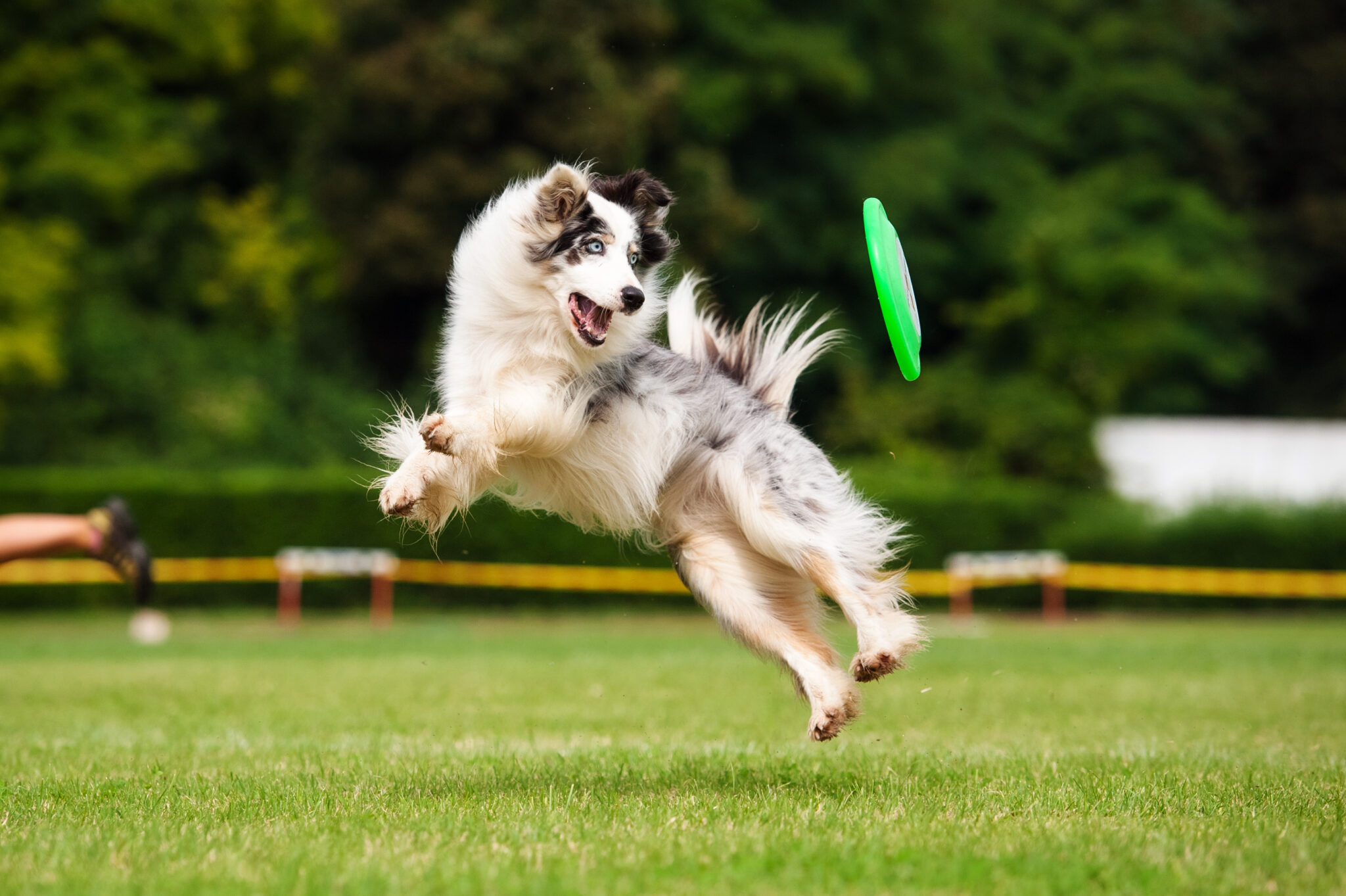 Here's How Much Exercise Your Dog Needs Best Friends Veterinary Hospital