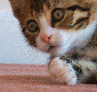Bestgifs Makeagif Com The Best Animated Gifs On The Internet19 Cats Who Will Kill You While You Sleep