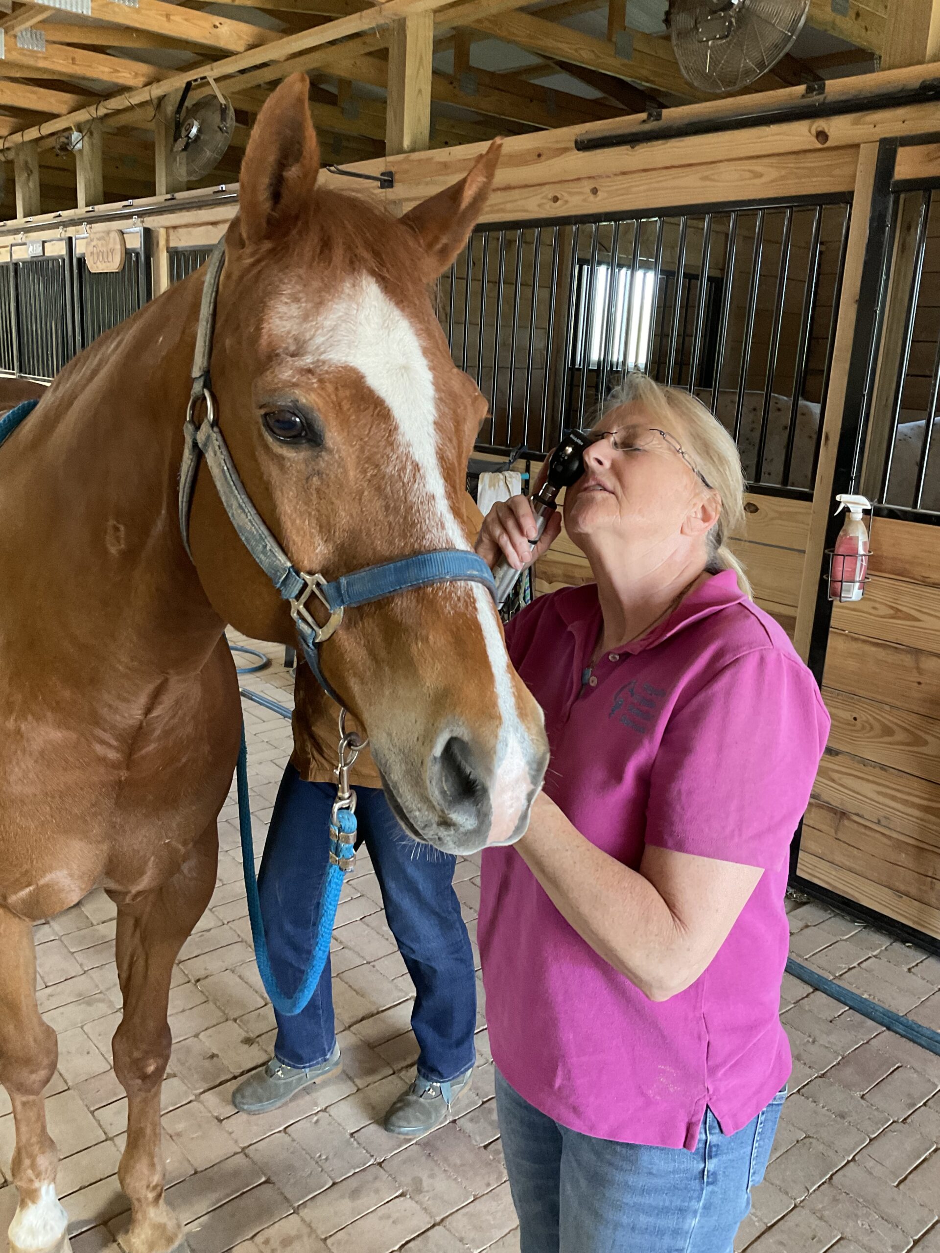 Client Photos Royalton Equine Veterinary Services