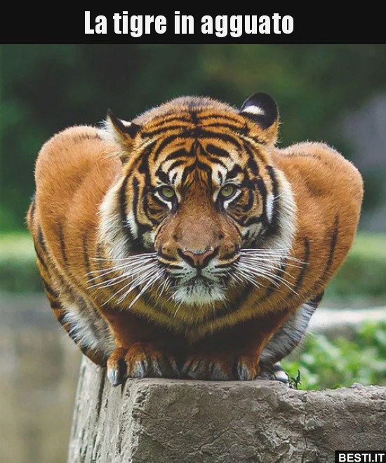 La tigre in agguato.. BESTI.it immagini divertenti, foto