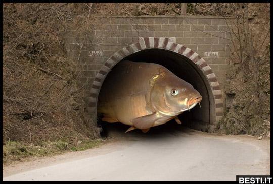 2 fantastiche immagini su Immagini divertenti tunnel nel 2022 BESTI.it