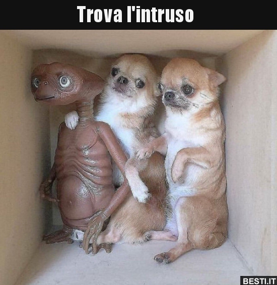 Trova l'intruso.. BESTI.it immagini divertenti, foto, barzellette