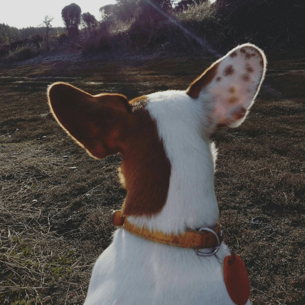 15 ears Best Jack Russell Terrier Lovers
