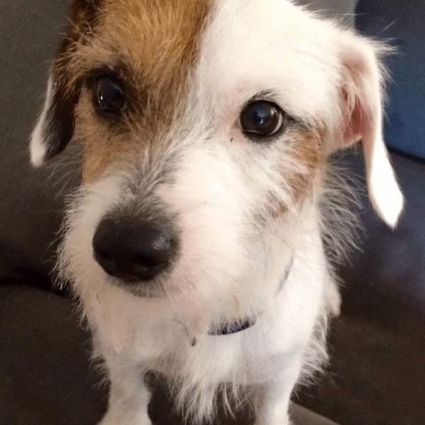 Super Cute Wire Haired, Broken and Rough Coated Jack Russell Terriers