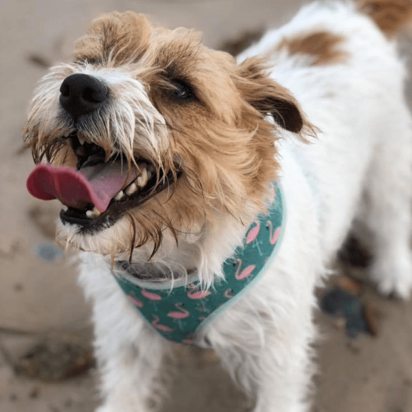 Super Cute Wire Haired, Broken and Rough Coated Jack Russell Terriers