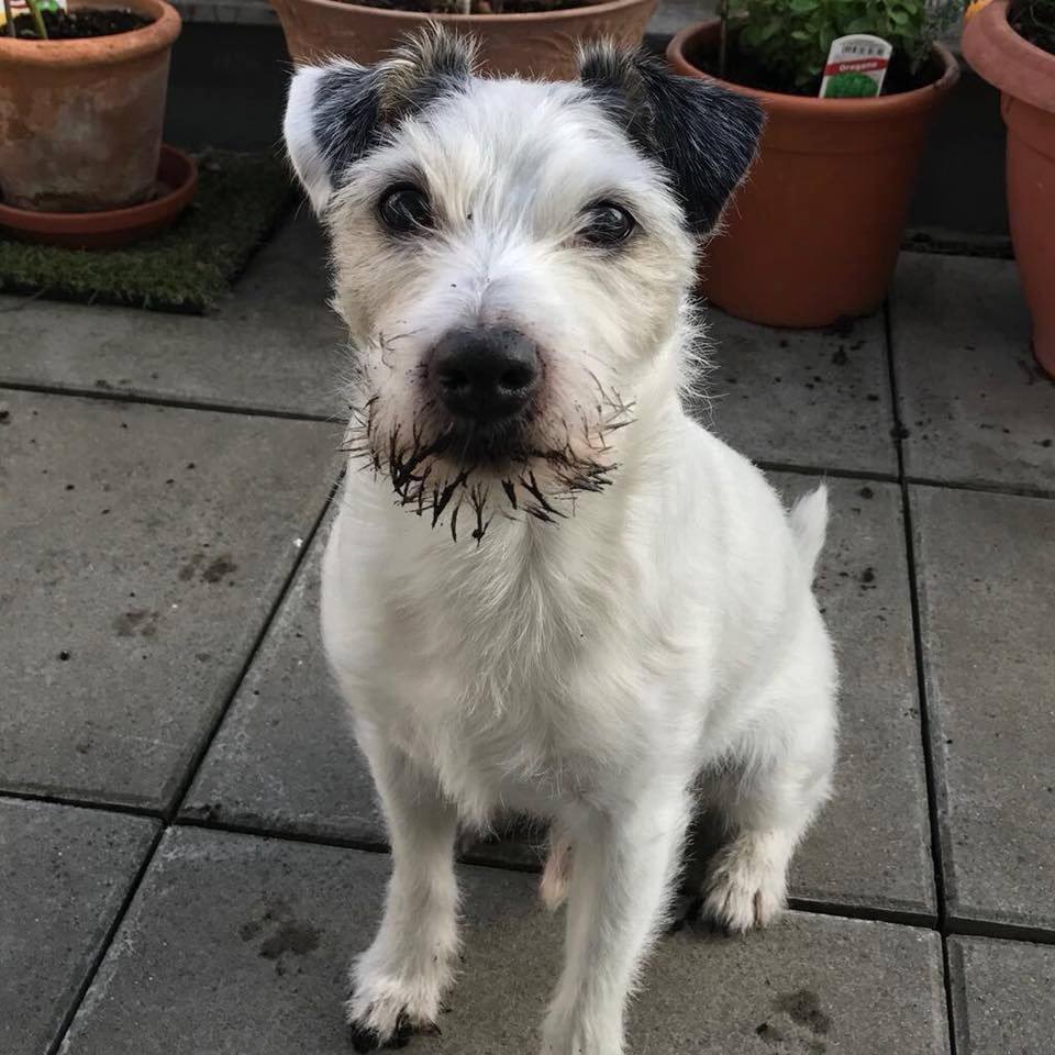 Caring For Your Jack Russell Terrier’s Fur And Skin Best JRT Lovers