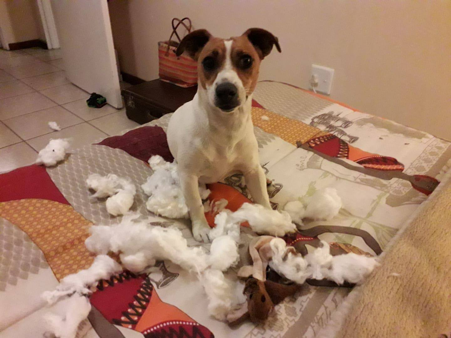 Separation Anxiety In JRT’s Best JRT Lovers