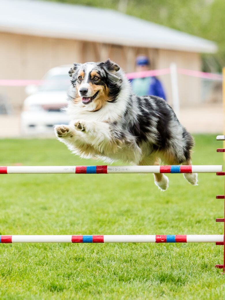 Junior Dog Handlers Best Junior