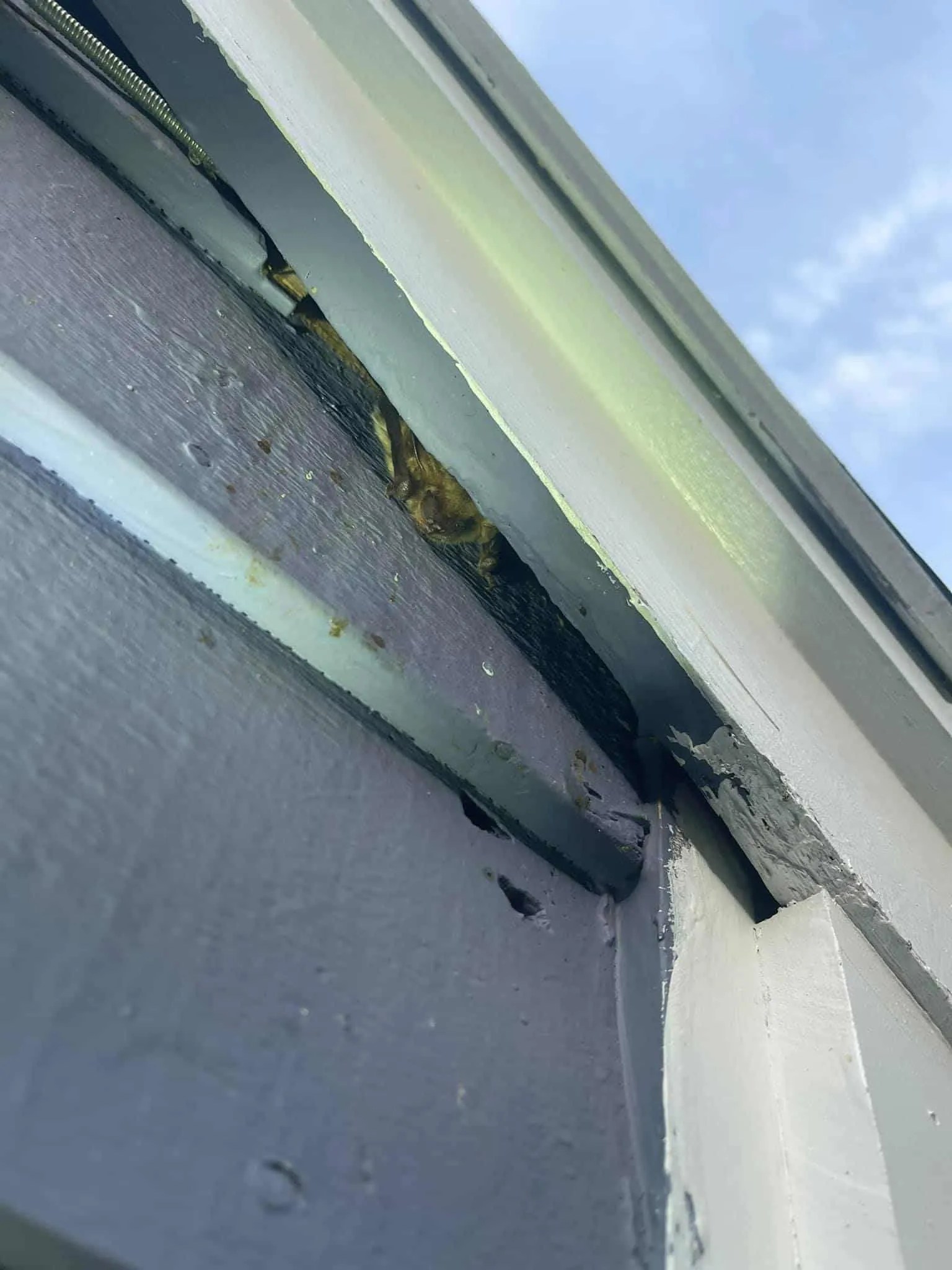 Bat Removal Bat Removal Near Me