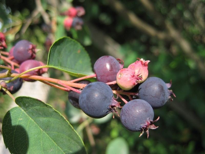 How to plant a Saskatoon around the house Best Landscape Ideas