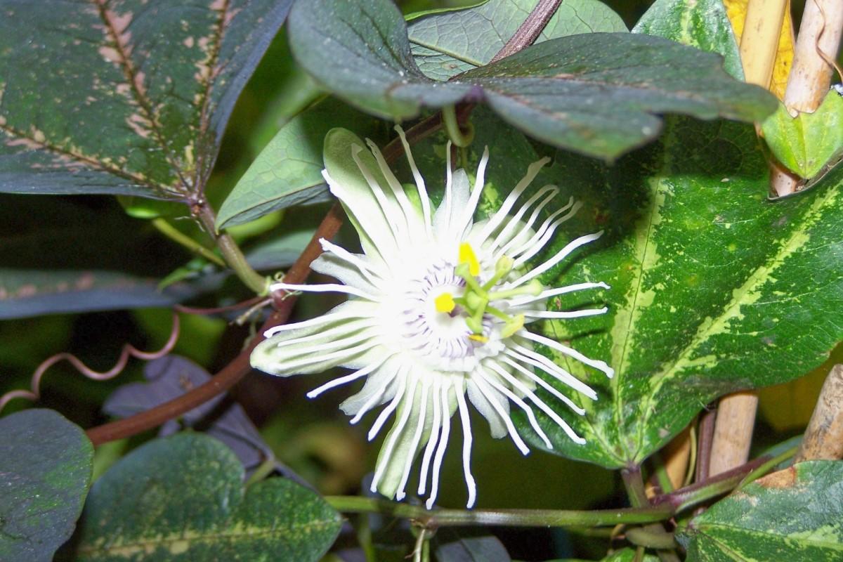 How To Plant And Care For Passiflora Best Landscape Ideas