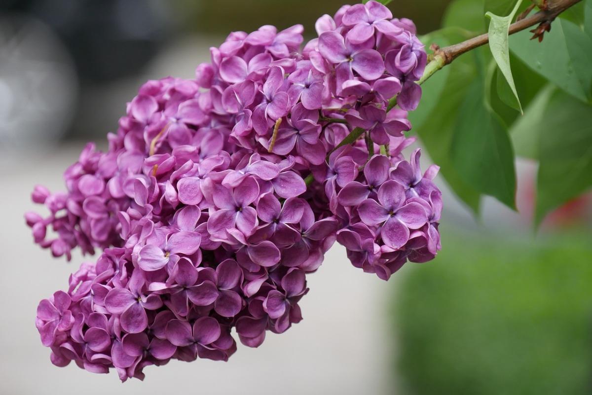 How To Plant And Care For Lilac - Best Landscape Ideas