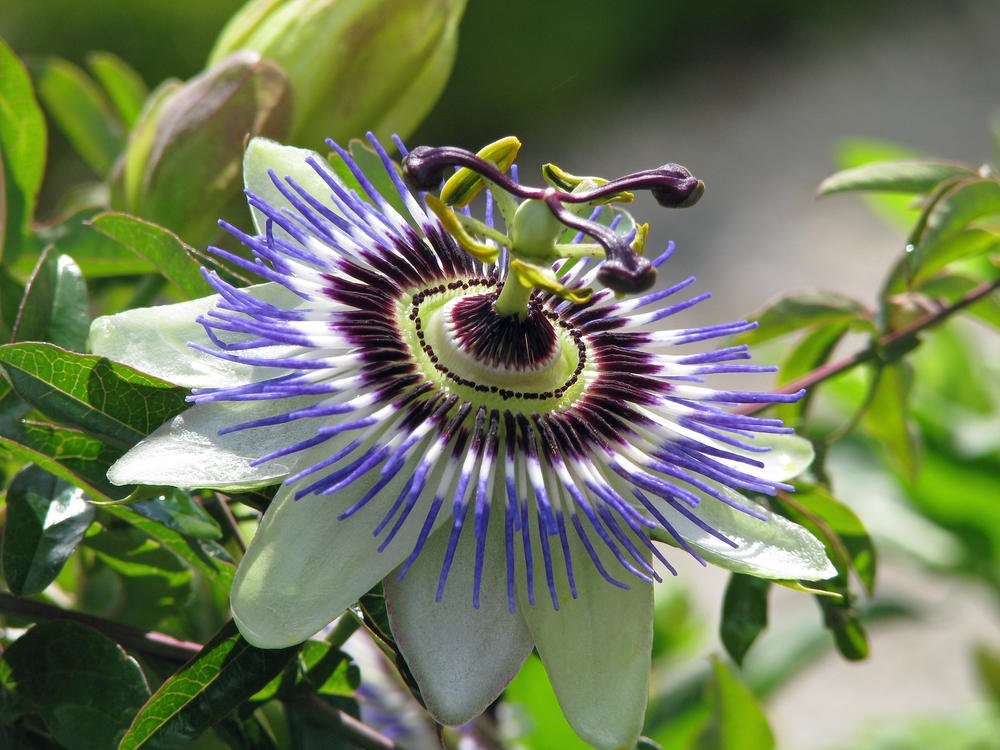How To Plant And Care For Passiflora Best Landscape Ideas