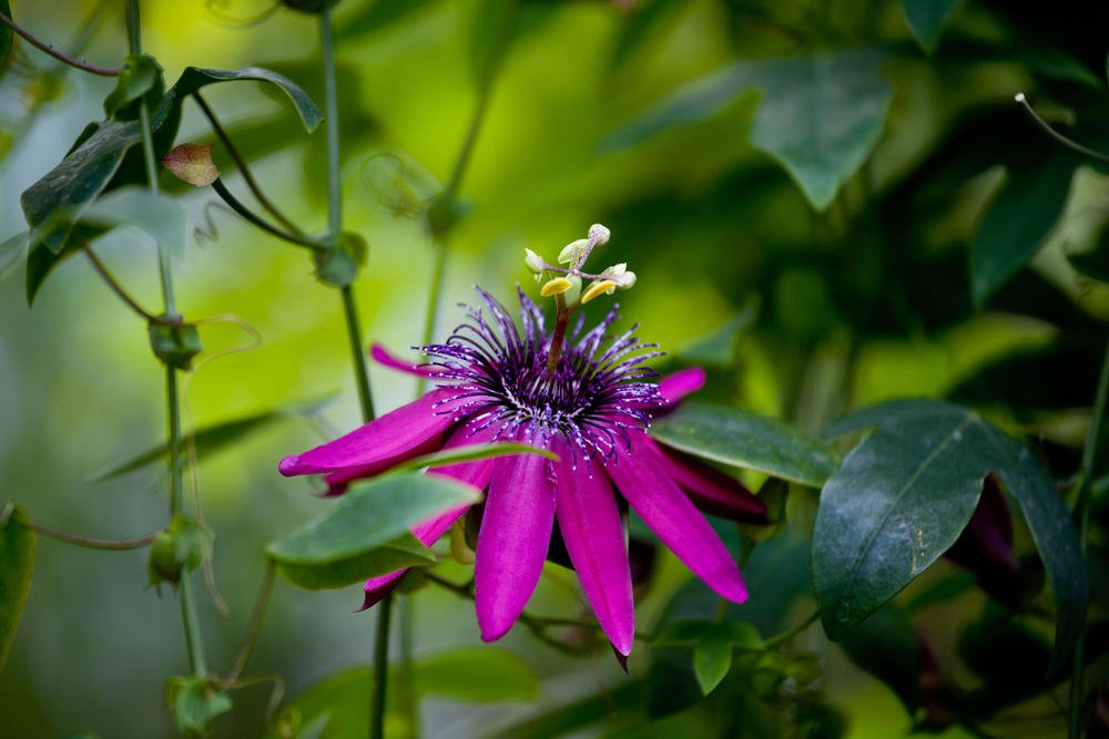 How To Plant And Care For Passiflora Best Landscape Ideas