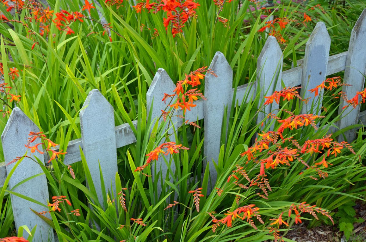 How to Plant and Care for Crocosmia. 5 Best Options Best Landscape Ideas