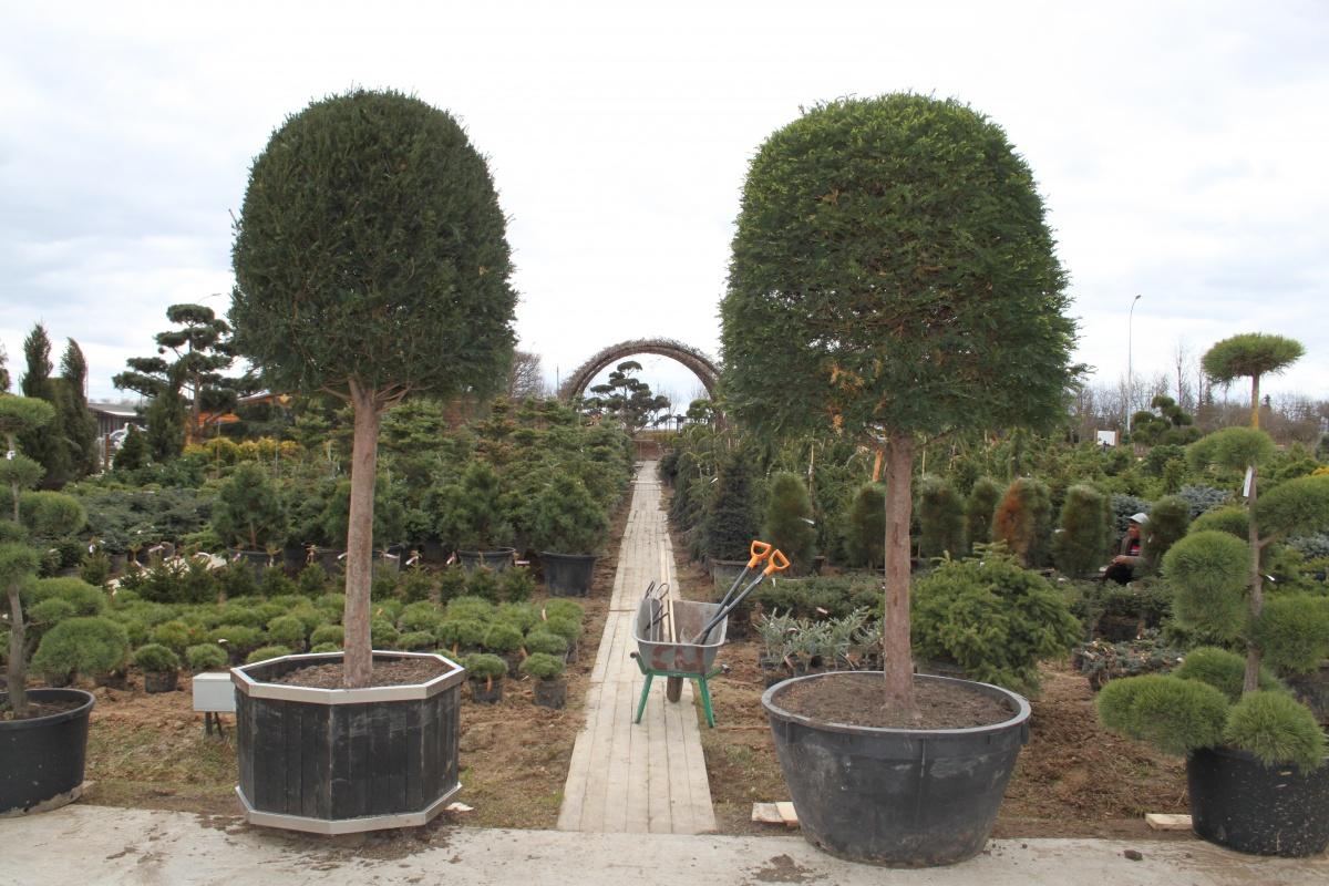 Excursion to the Garden Centre Imperial Garden Best Landscaping Ideas