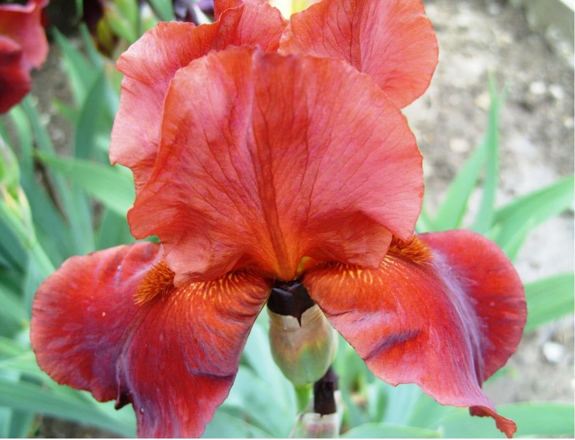 Red Iris Best Landscape Ideas