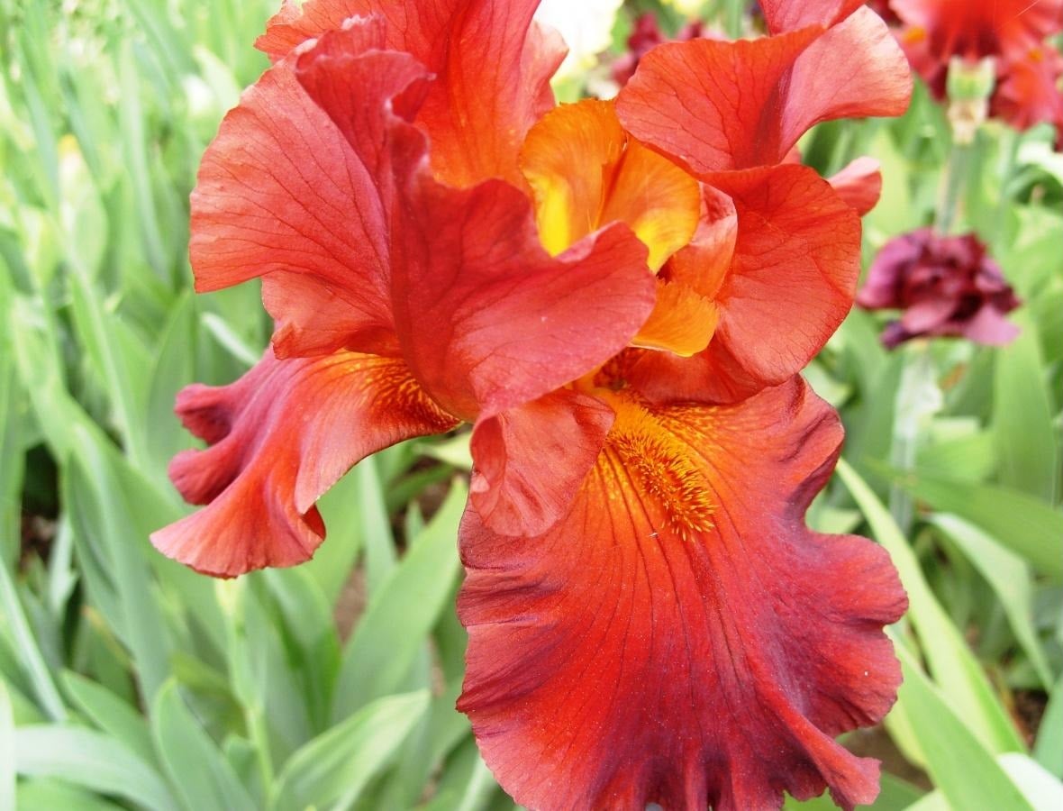 Red Iris Best Landscape Ideas