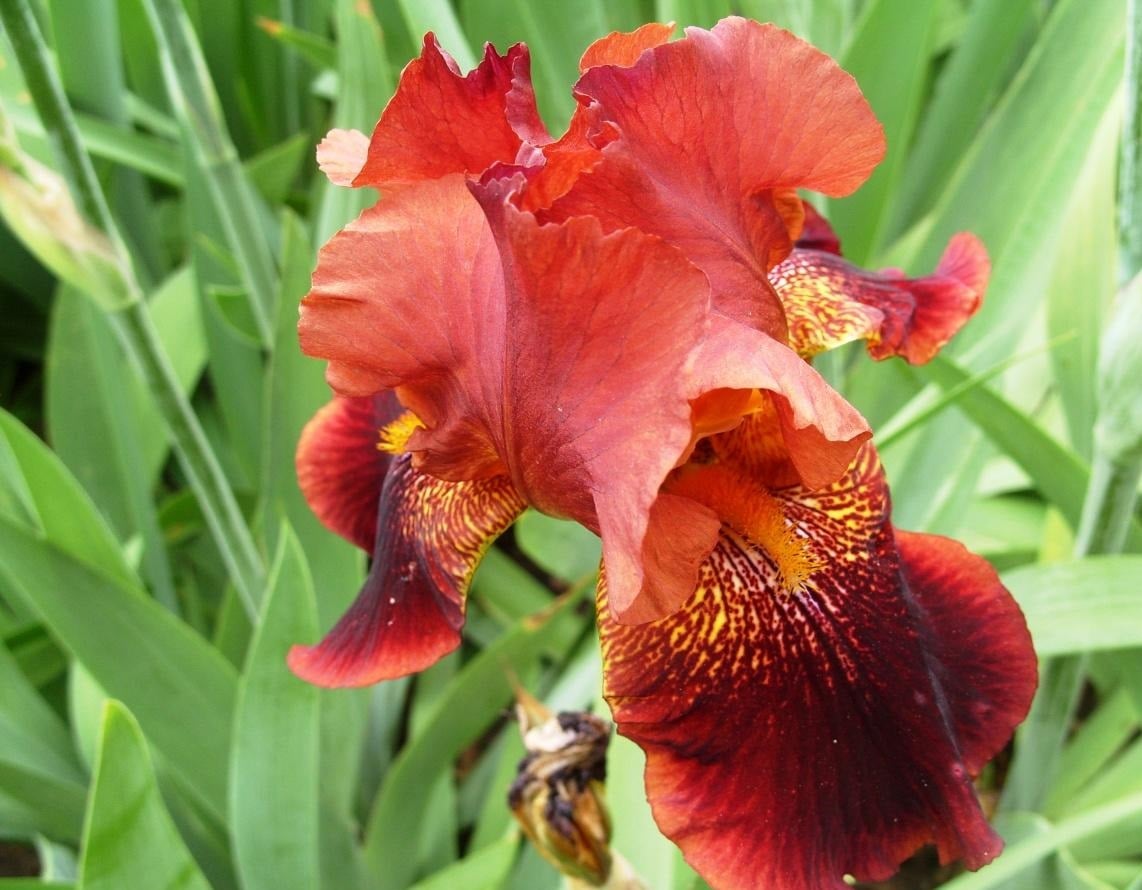 Red Iris Best Landscape Ideas