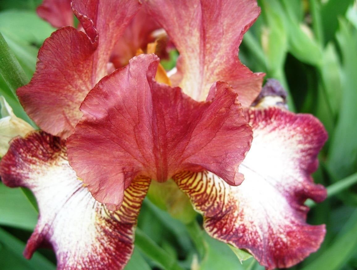 Red Iris Best Landscape Ideas