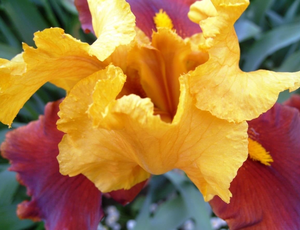Red Iris Best Landscape Ideas
