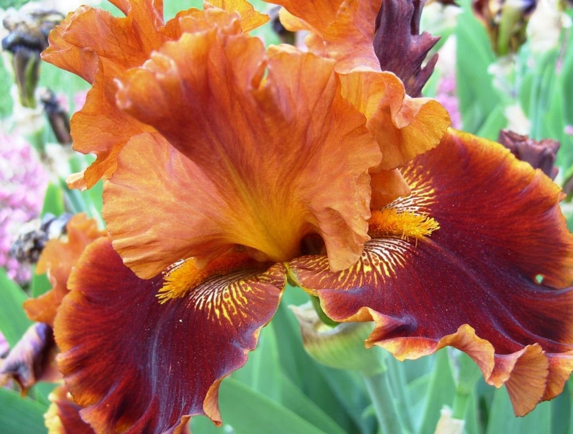 Red Iris Best Landscape Ideas