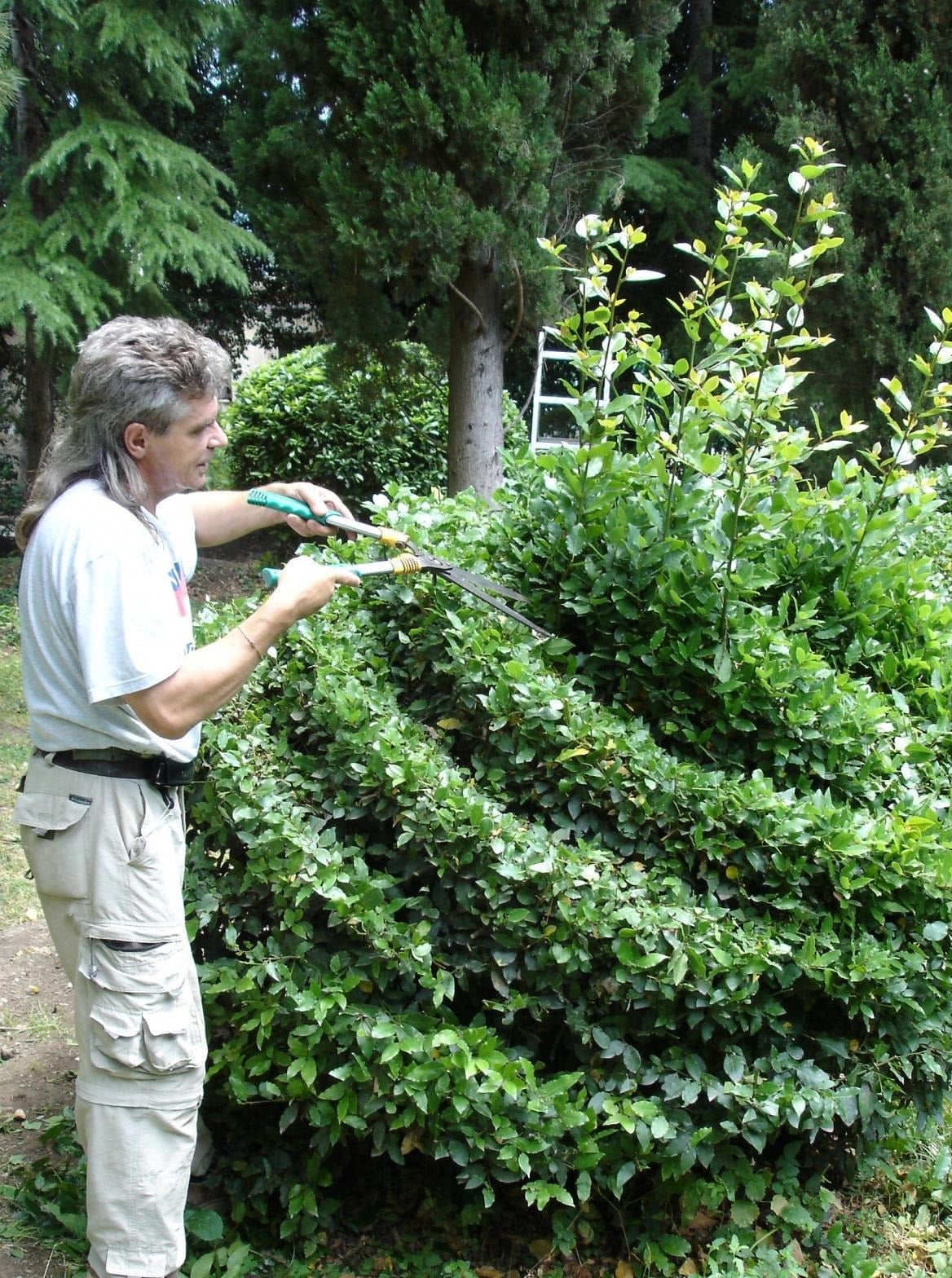 Almost Like in EnglandCutting Evergreen Hedges Best Landscape Ideas