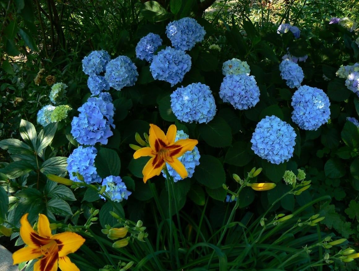 Flowers in June Best Landscape Ideas