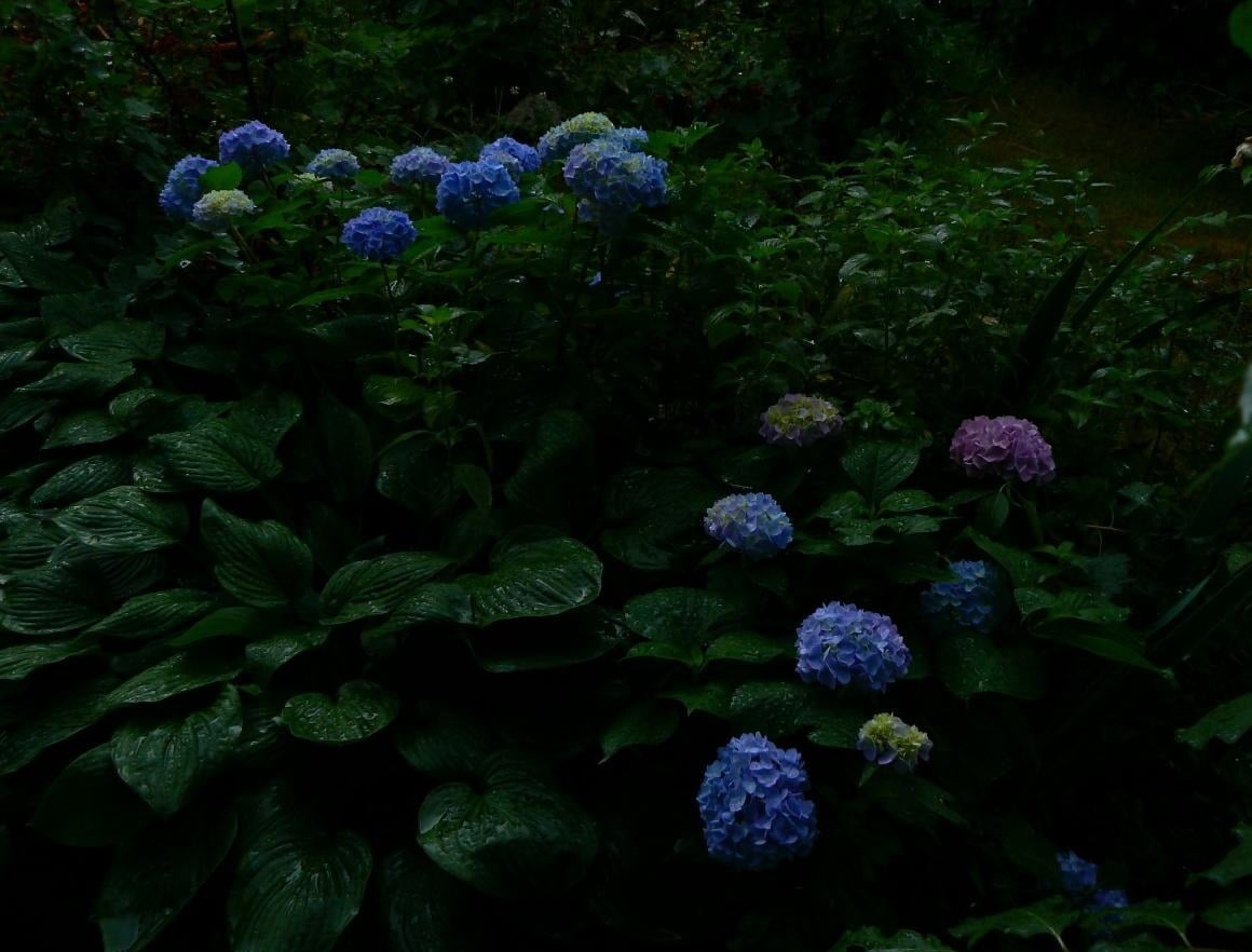 Flowers in June Best Landscape Ideas