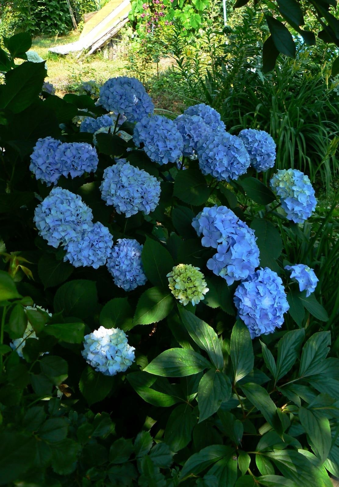 Flowers in June Best Landscape Ideas
