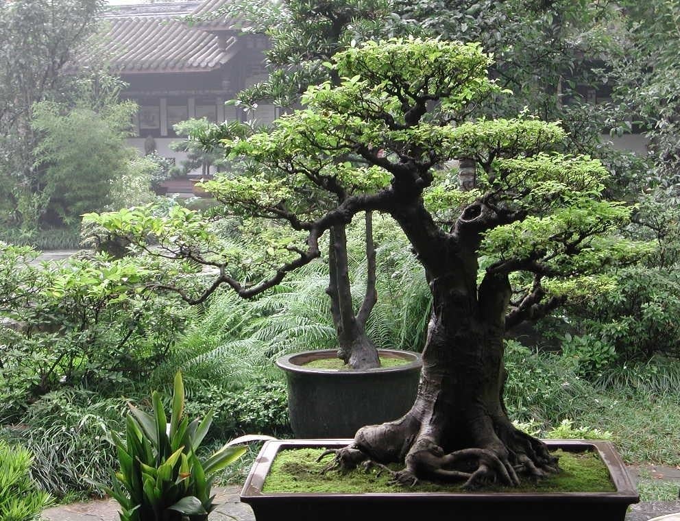 Bonsai Dwarf Saplings Best Landscape Ideas