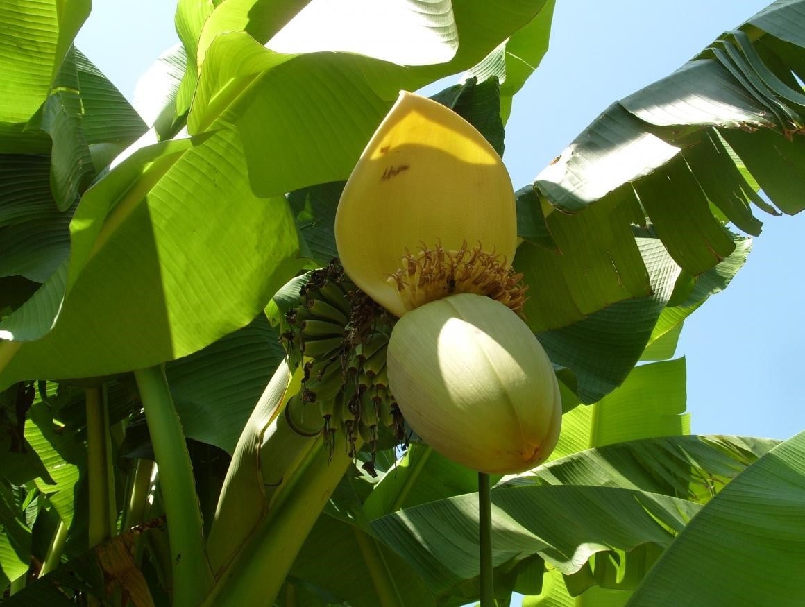 Banana Blossom Best Landscape Ideas