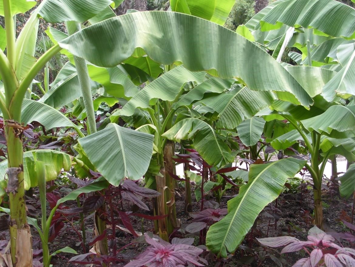 Banana Blossom Best Landscape Ideas