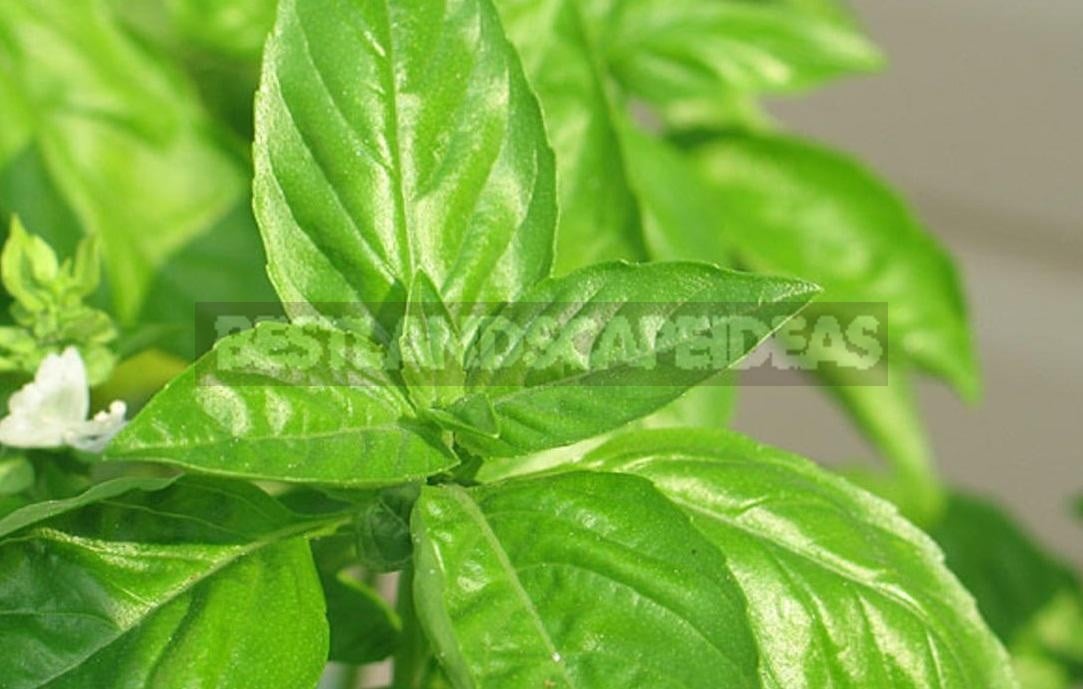 How To Plant And Care For Basil Best Landscape Ideas