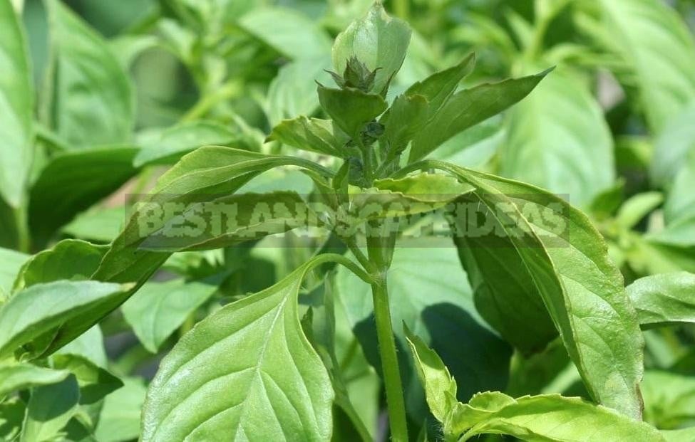 How To Plant And Care For Basil Best Landscape Ideas