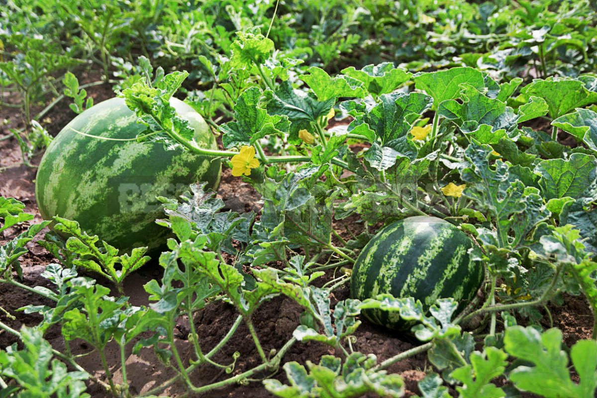 How To Plant And Care For Watermelon Best Landscape Ideas