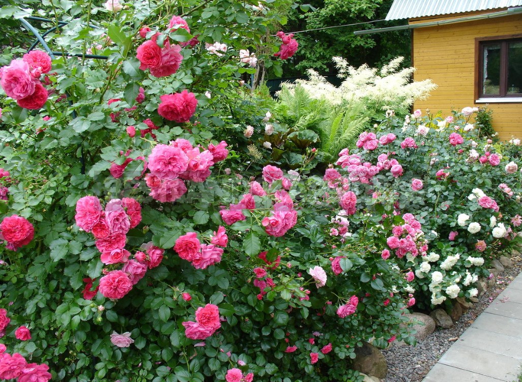 Planting Roses How, When, And Where Best Landscape Ideas