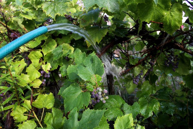 Watering Grapes How Much To Water, When And How To Do It Correctly