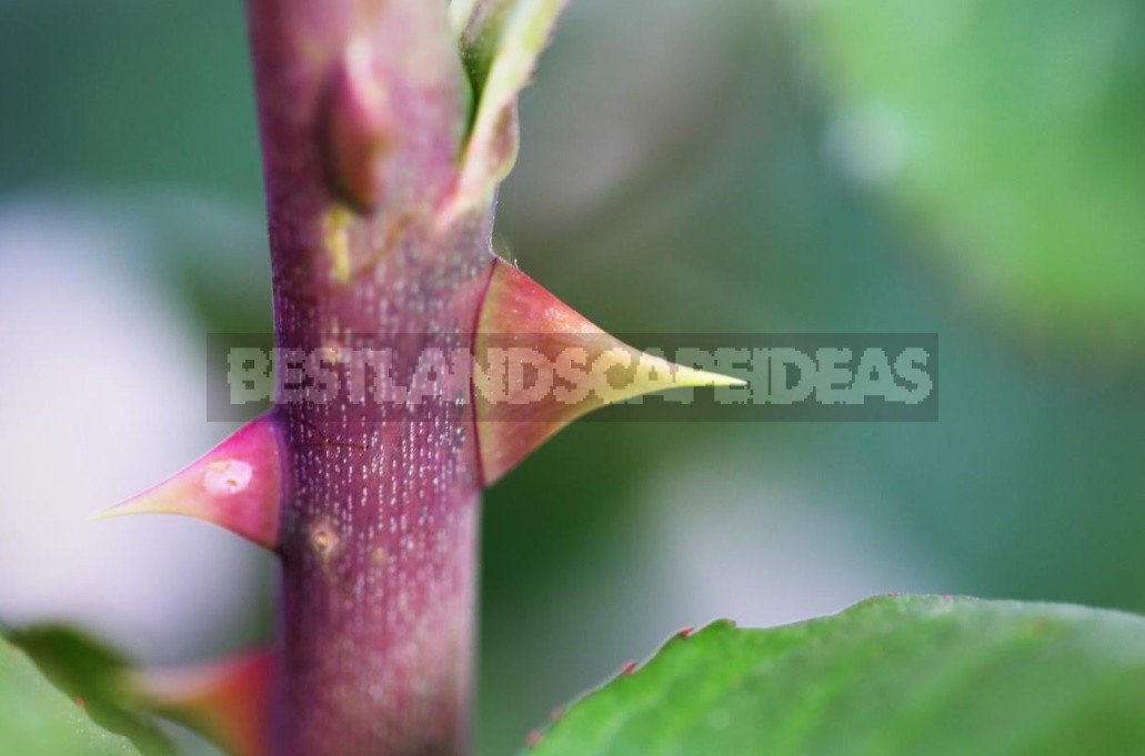 Thorns And Roses Proven Varieties Of Thornless Roses Best Landscape