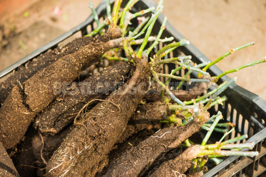 How To Save a Rose Bought Long Before Planting Best Landscape Ideas