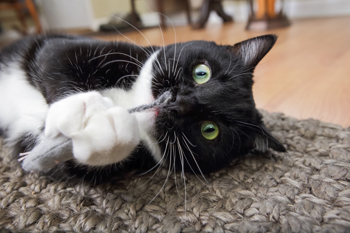 This Is Why Cats Are Terrified of Cucumbers — Best Life