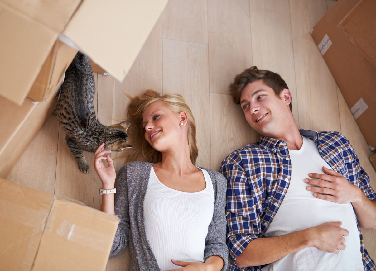 Moving Tips for Cat Owners Advanced Moving Company
