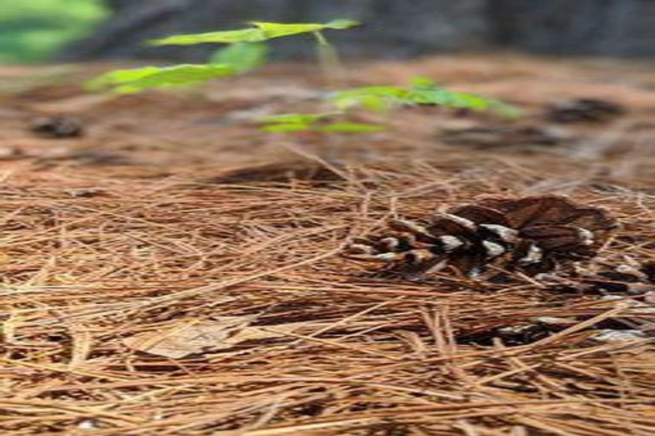 Can You Mulch Pine Needles? (Are They Good Mulch?)