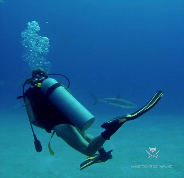 Best of Eleuthera Ocean Fox Diving Best of Eleuthera