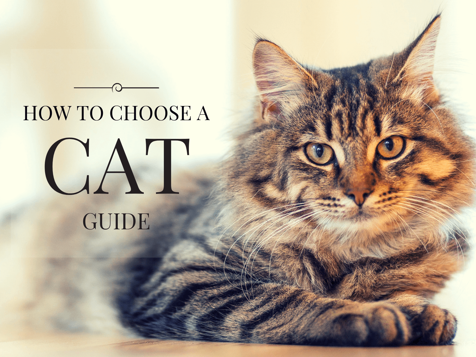 How to Choose a Cat Guide (2023)