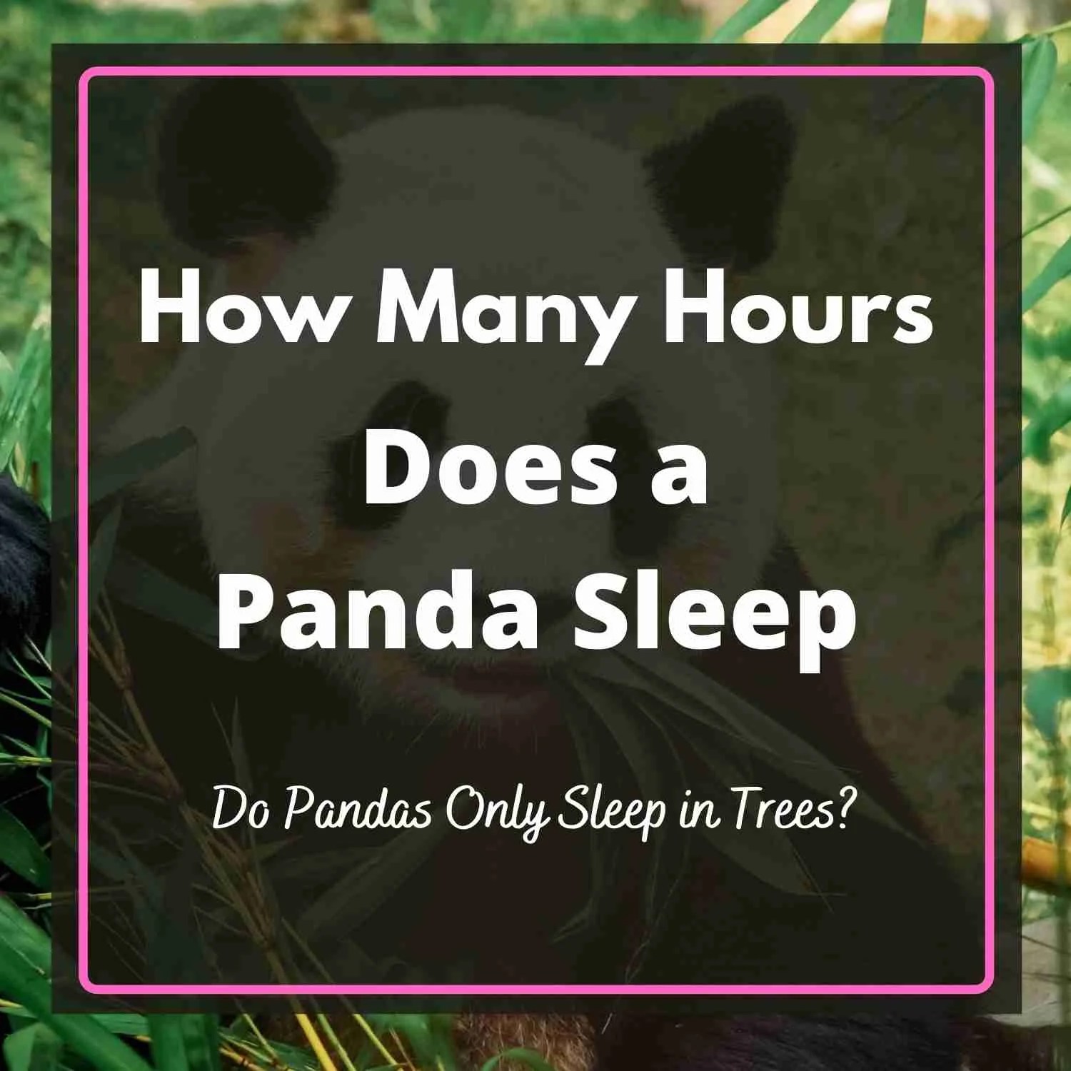 How Many Hours Does a Panda Sleep? (Must Read)