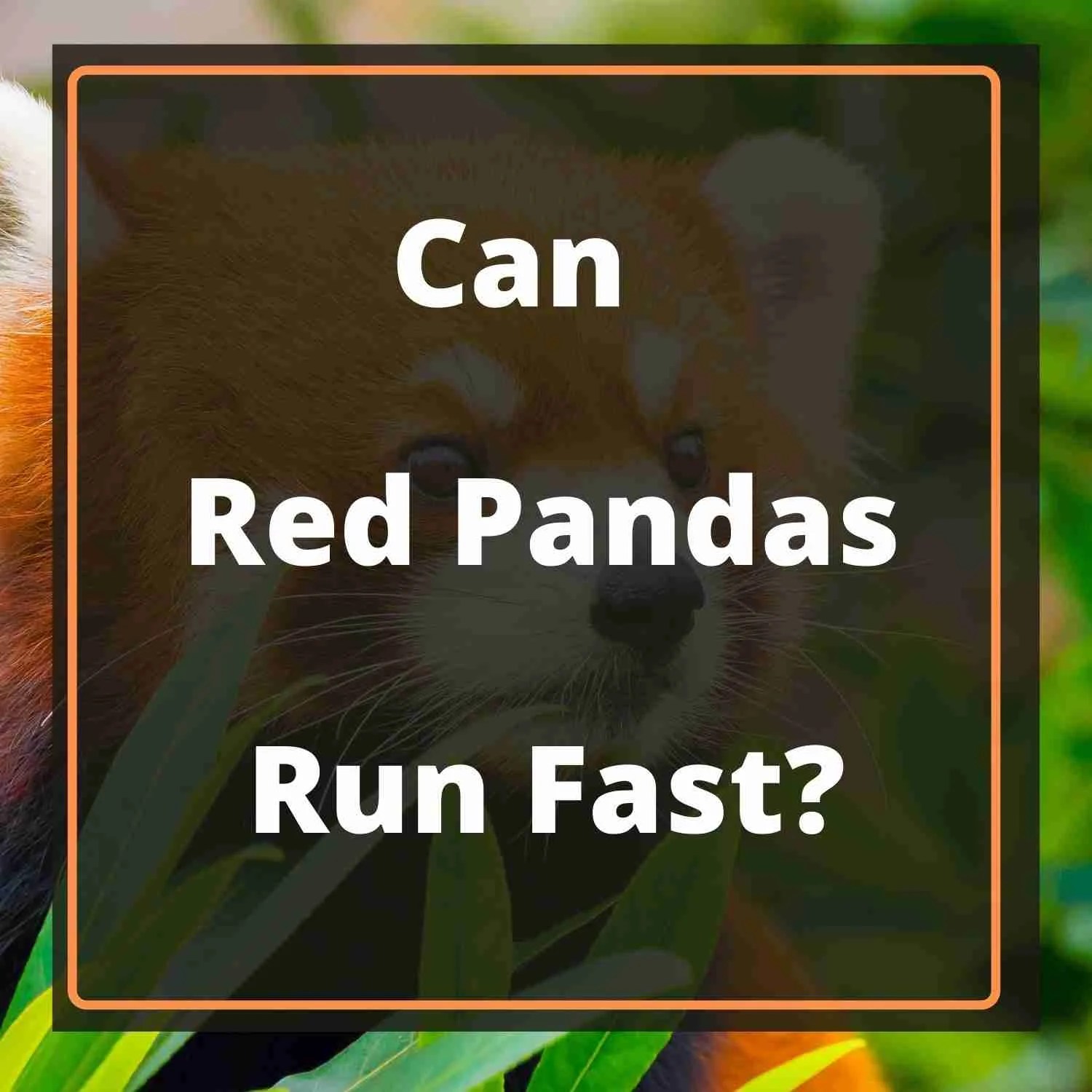 Can Red Pandas Run Fast? (Yes! Here's Why)
