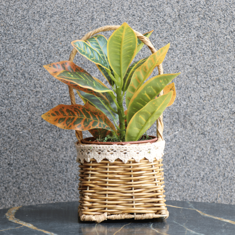 Table Plant In Cane Basket » BEST PRICES of 2023 Buy Online Maison